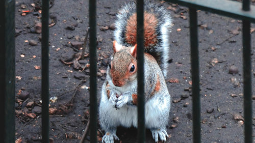 Close-up of squirrel on metal