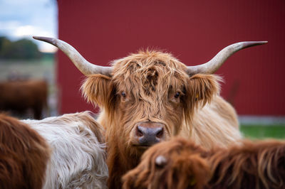 Close-up of a cow