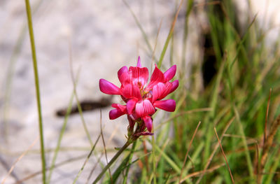 Close-up of pink flower on field