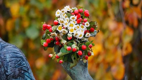 Close-up of red berries on tree