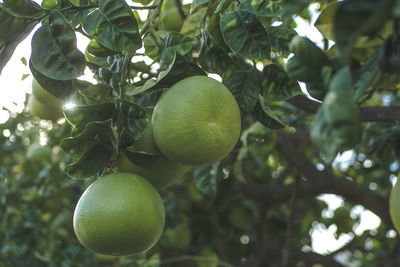 Low angle view of fruits on tree