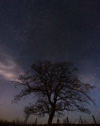 Low angle view of bare tree against sky at night