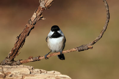 Chickadee perched in a tree