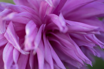 Close-up of fresh purple flower