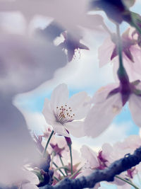 Close-up of purple flowering plant