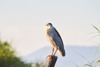 Close-up of bird perching on wooden post against sky