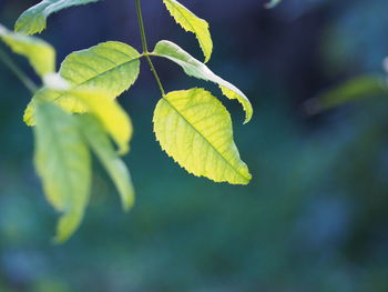 Close-up of fresh green leaf