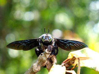 Close-up of insect