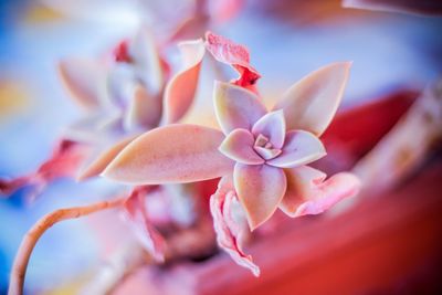 Close-up of flowering plant