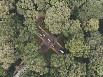 High angle view of green plant on land