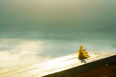 Close-up of yellow lizard on wood against sky