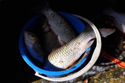 Close-up of fish in container