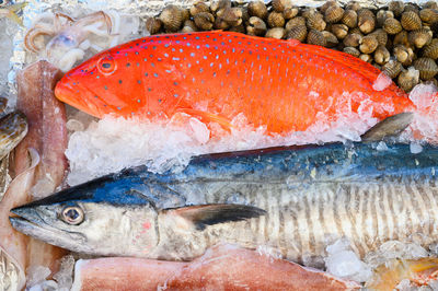 Close-up of fish for sale in market