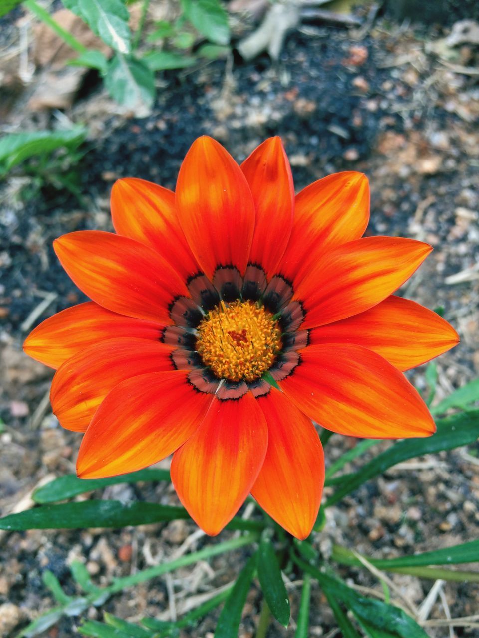 flower, fragility, petal, freshness, nature, beauty in nature, flower head, orange color, growth, blooming, pollen, close-up, focus on foreground, outdoors, plant, day, no people