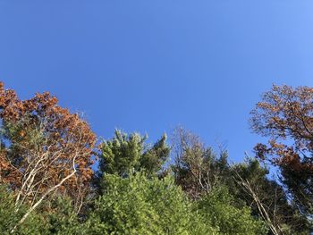 Low angle view of plants against clear blue sky