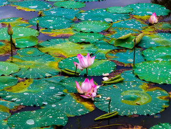 Close-up of pink lotus water lily