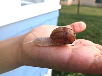 Close-up of snail on hand