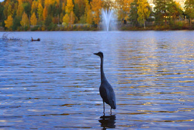 Bird flying over lake