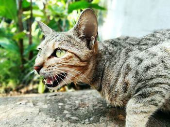 Close-up of cat