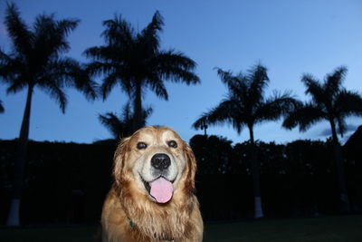 Portrait of dog on palm tree against sky