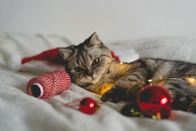 Happy cat. christmas season 2022. new year