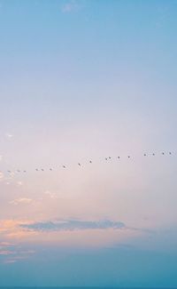 Flock of birds flying against sky during sunset