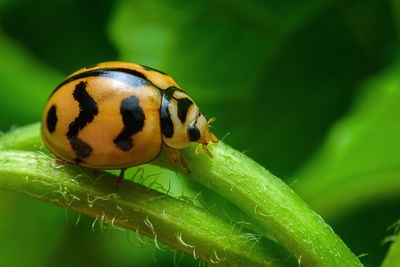 Close-up of insect on leaf