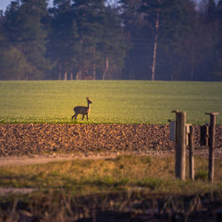 A beautiful young roe deer buck walking over the field in spring sunrise hour.