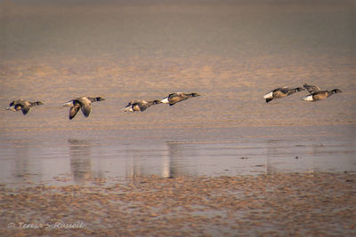 Flock of birds on beach during sunset