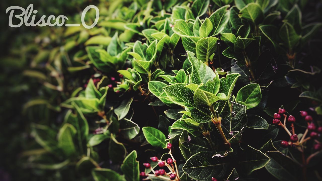 CLOSE-UP OF PLANTS