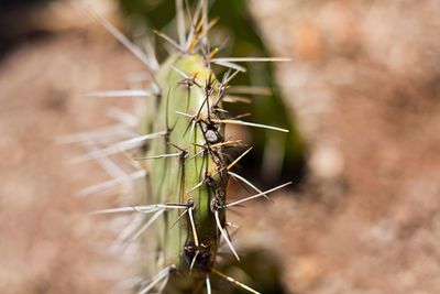 Close-up of cactus plant