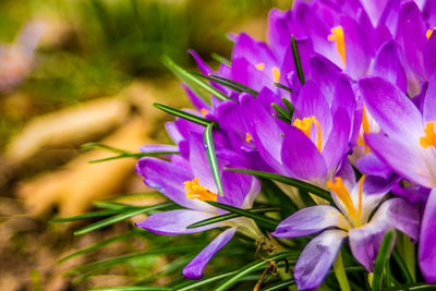 Close-up of purple flowering plant