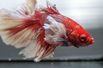 Siamese fighting fish, black backdrop, betta splendens, betta fish, half moon betta.