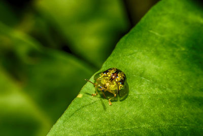 Close-up of insect on leaf