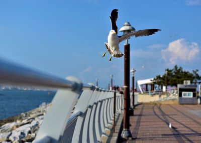 Seagull flying over sea against sky