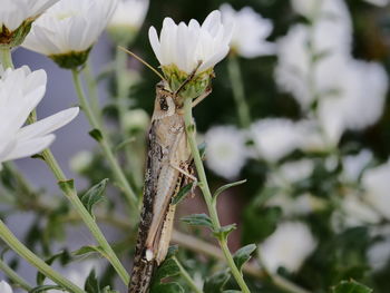 Close-up of grasshopper on flower
