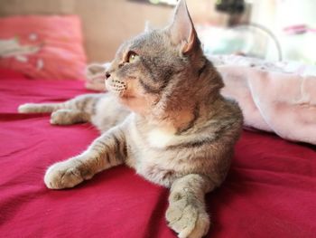 Close-up of cat lying on bed