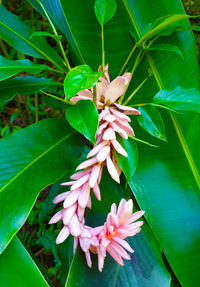 Close-up of flowers