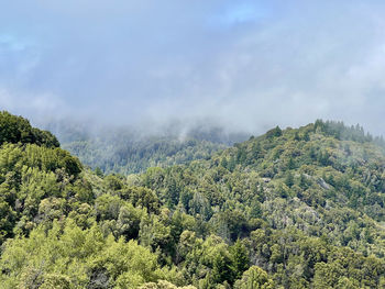 Scenic view of forest against sky