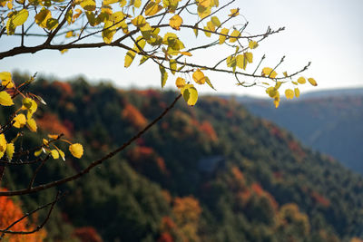 Close-up of yellow flowering plant against sky