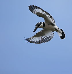 Low angle view of bird flying against clear sky