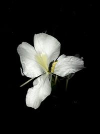 Close-up of white flower