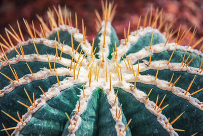 Close-up of cactus and its spike
