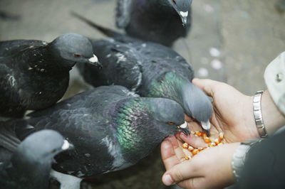 Close-up of hand feeding bird