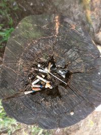 High angle view of tree stump in forest