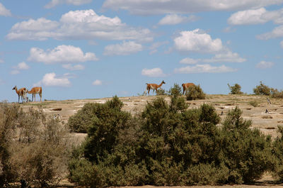 View of an animal on landscape
