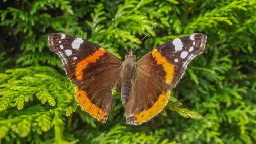 Butterfly on leaf