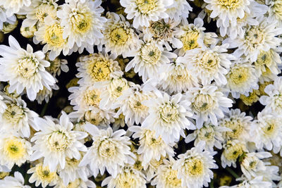 Close-up of white flowering plants