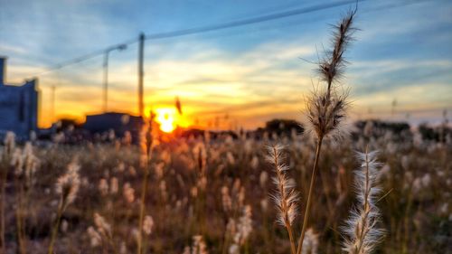 Close-up of stalks in field against sunset sky