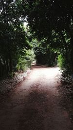 Footpath amidst trees